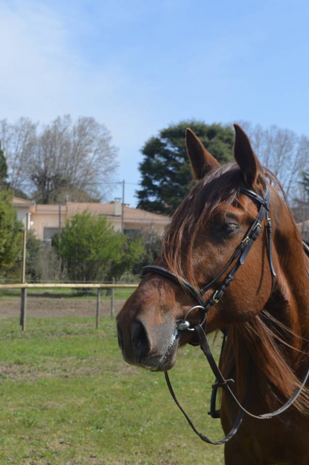 Intero PRE Andaluso In vendita 2021 Sauro ,  Maximo Onix (Palomino &mdash; 2017)