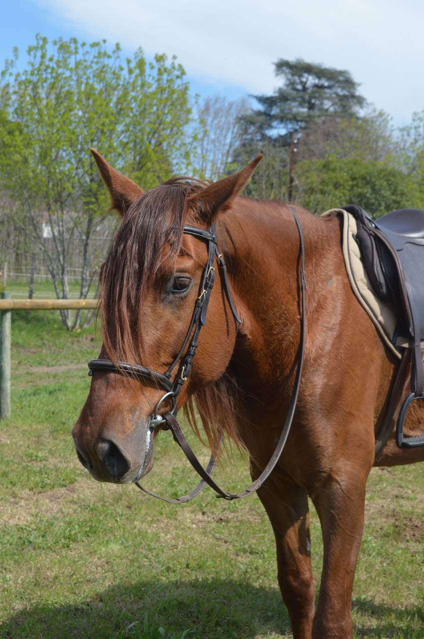 Intero PRE Andaluso In vendita 2021 Sauro ,  Maximo Onix (Palomino &mdash; 2017)