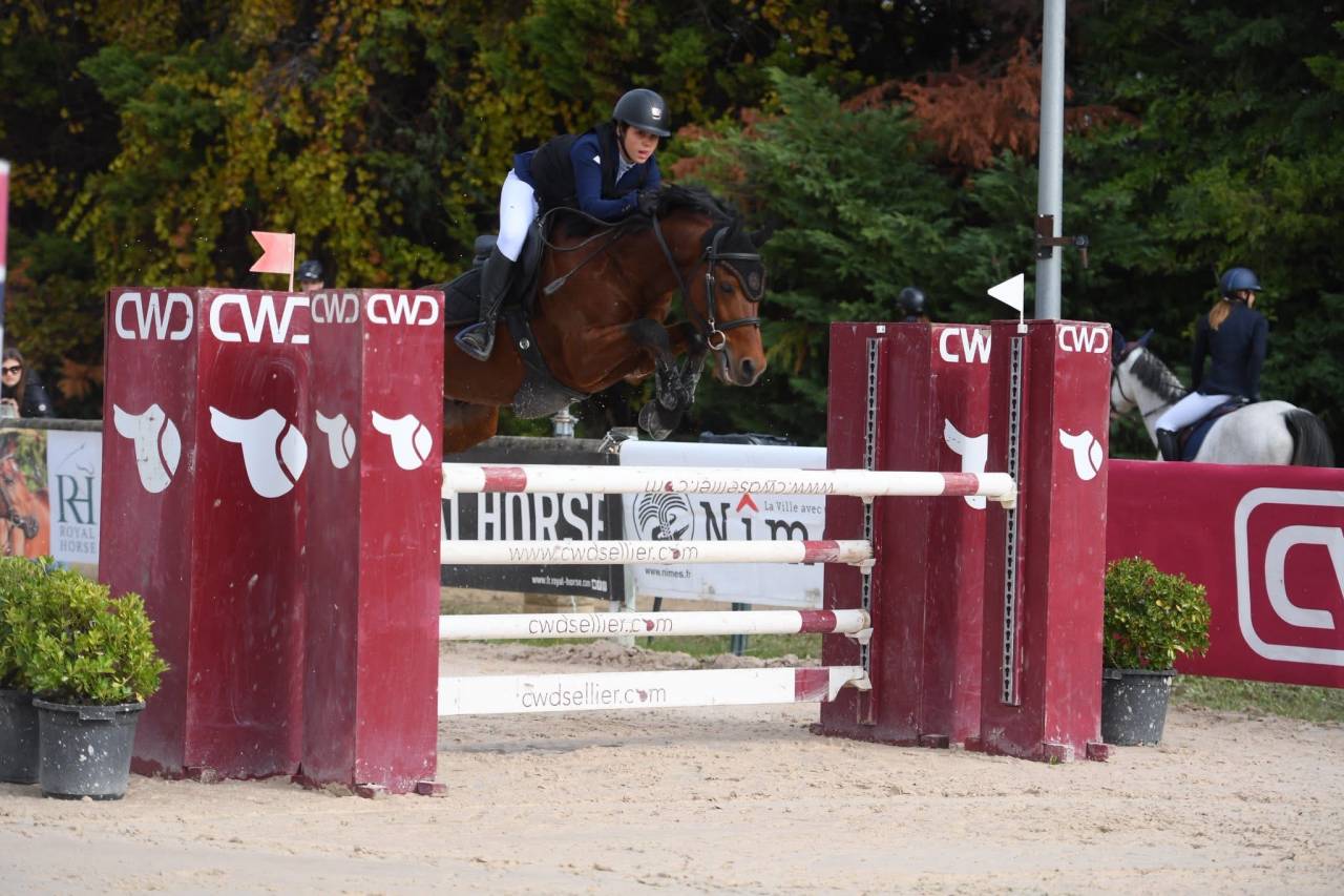 Castrone Pony da Sella Belgio In vendita 2016 Baio