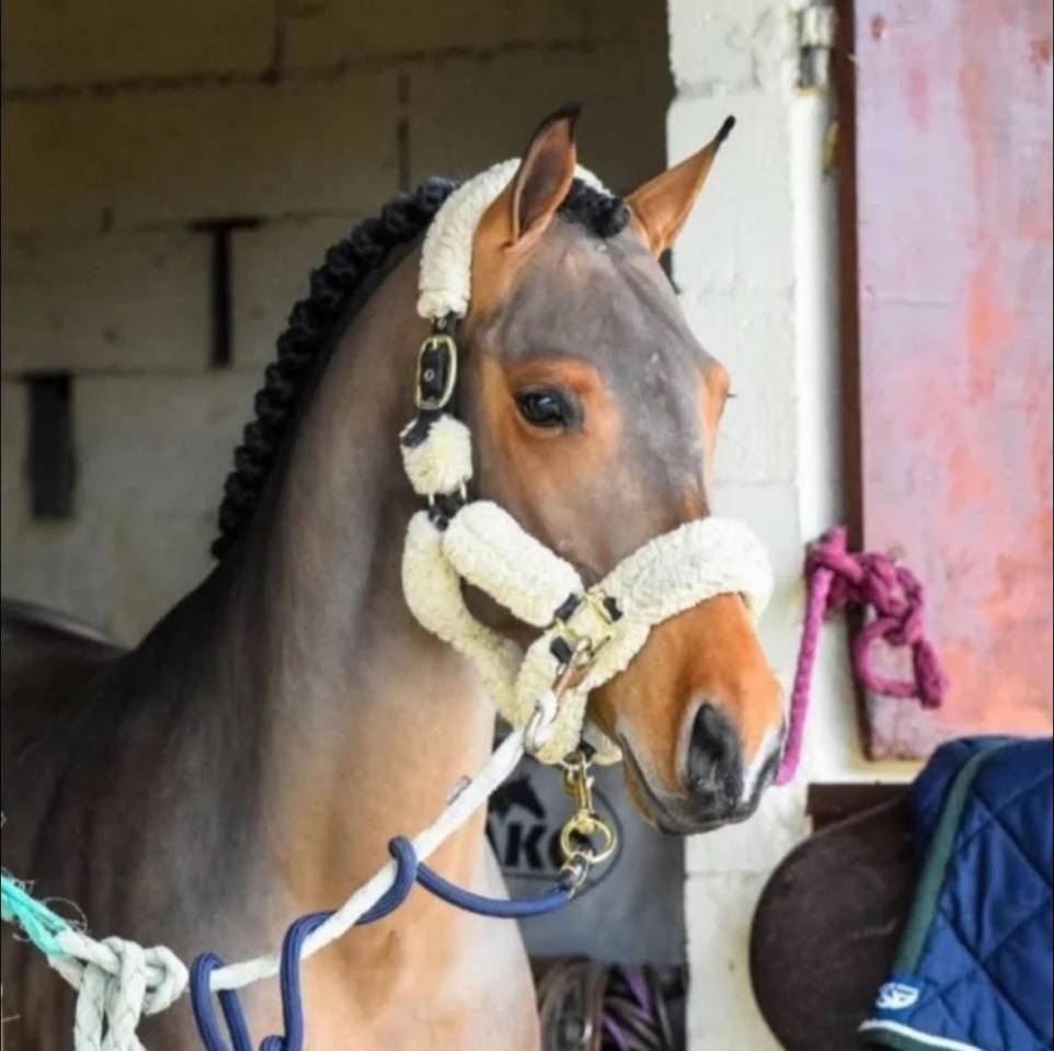 Castrone Pony da Sella Belgio In vendita 2016 Baio