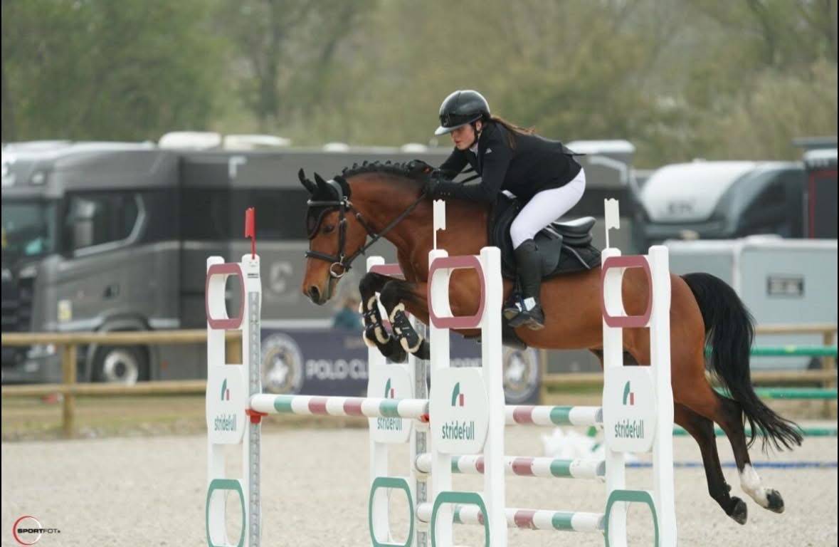 Castrone Pony da Sella Belgio In vendita 2016 Baio