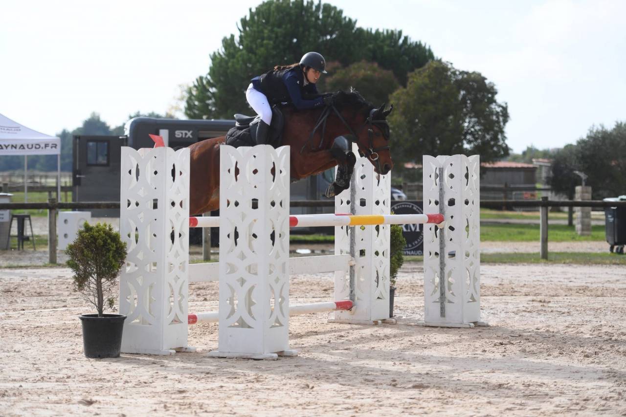 Castrone Pony da Sella Belgio In vendita 2016 Baio