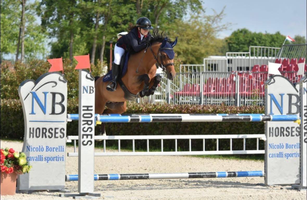 Castrone Pony da Sella Belgio In vendita 2016 Baio