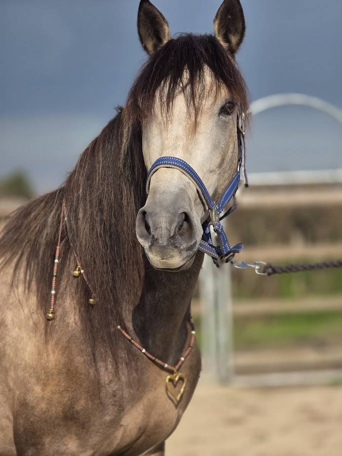Castrone PRE Andaluso In vendita 2022 Isabella