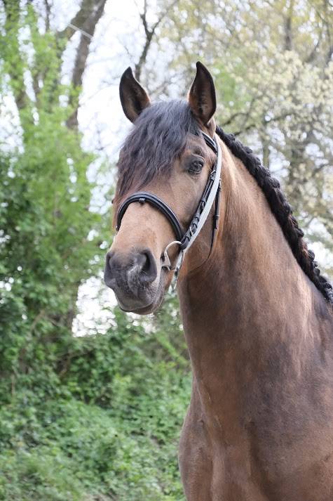 Intero PRE Andaluso In vendita 2022 Isabella ,  FISCAL AG