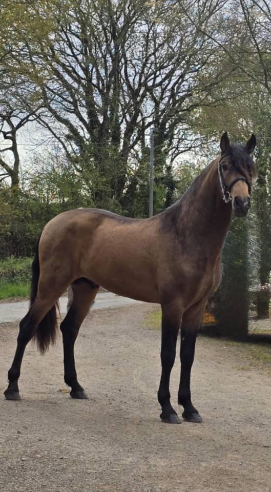 Intero PRE Andaluso In vendita 2022 Isabella ,  FISCAL AG