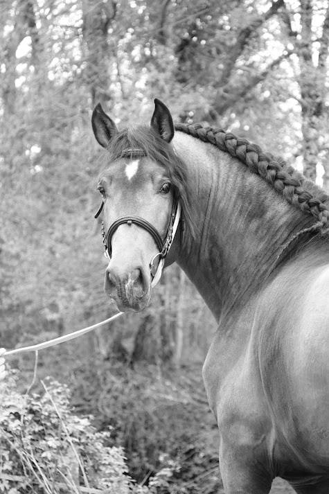 Intero PRE Andaluso In vendita 2022 Isabella ,  FISCAL AG