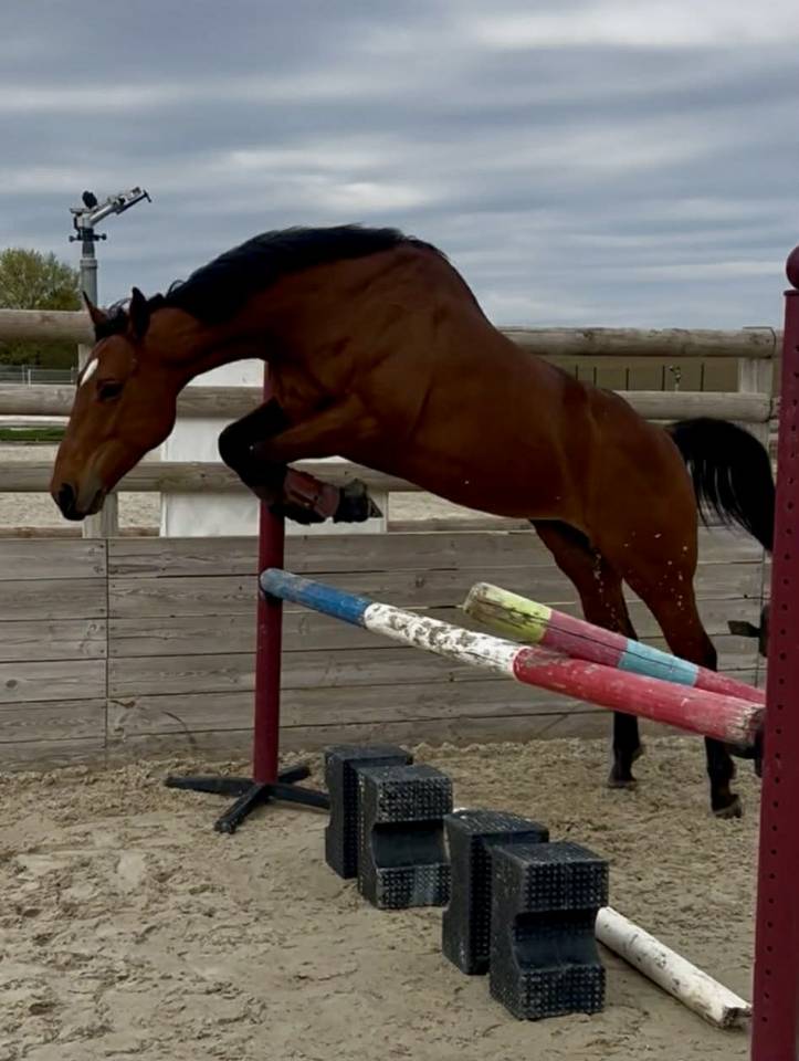 Castrone Purosangue In vendita 2021 Baio