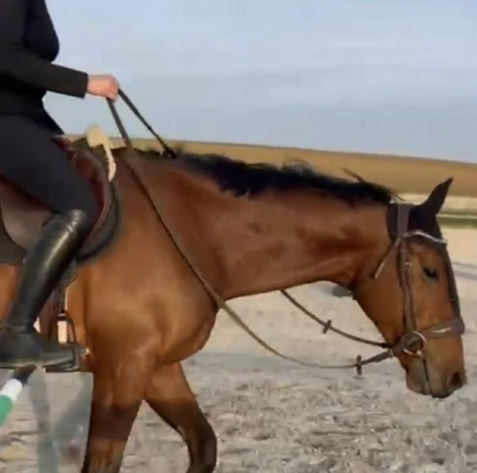 Castrone Purosangue In vendita 2021 Baio