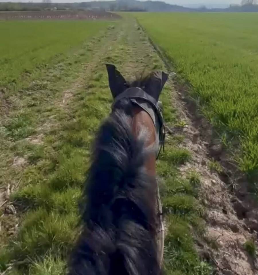 Castrone Purosangue In vendita 2021 Baio