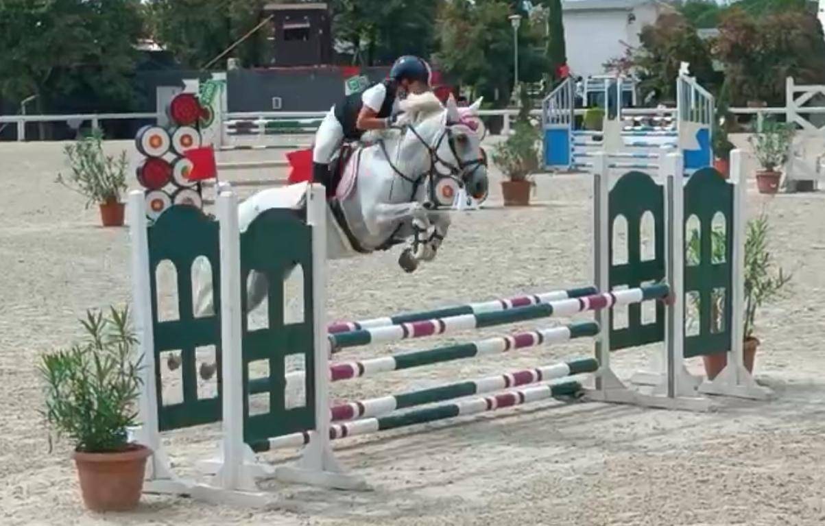 Pony Connemara Salto Ostacoli