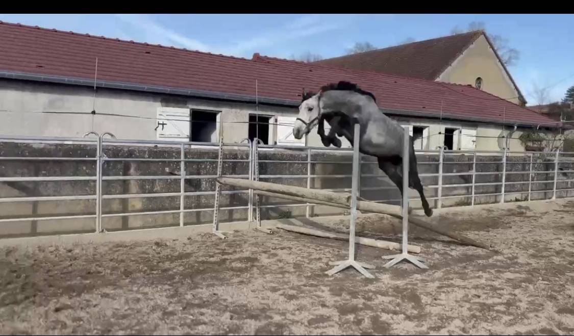 Intero Sella Francese In vendita 2022 Grigio ,  Catchar Mail