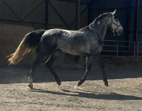 Intero Sella Francese In vendita 2022 Grigio ,  Catchar Mail