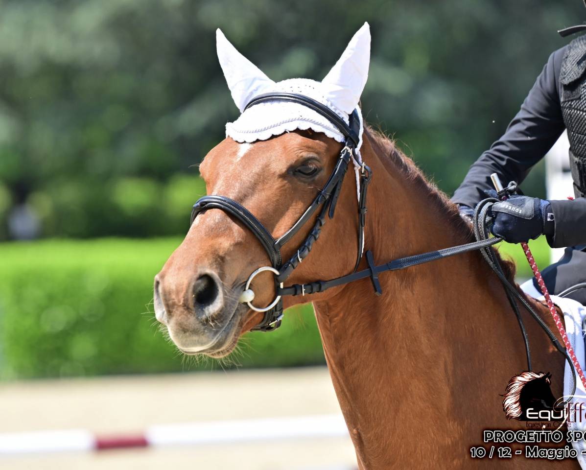 Bellissimo Connemara ☘️  2012