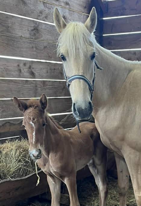 Puledra Sella Francese In vendita 2026 Sauro