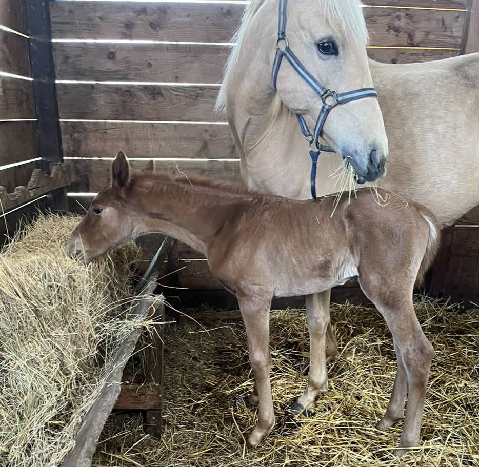Puledra Sella Francese In vendita 2026 Sauro