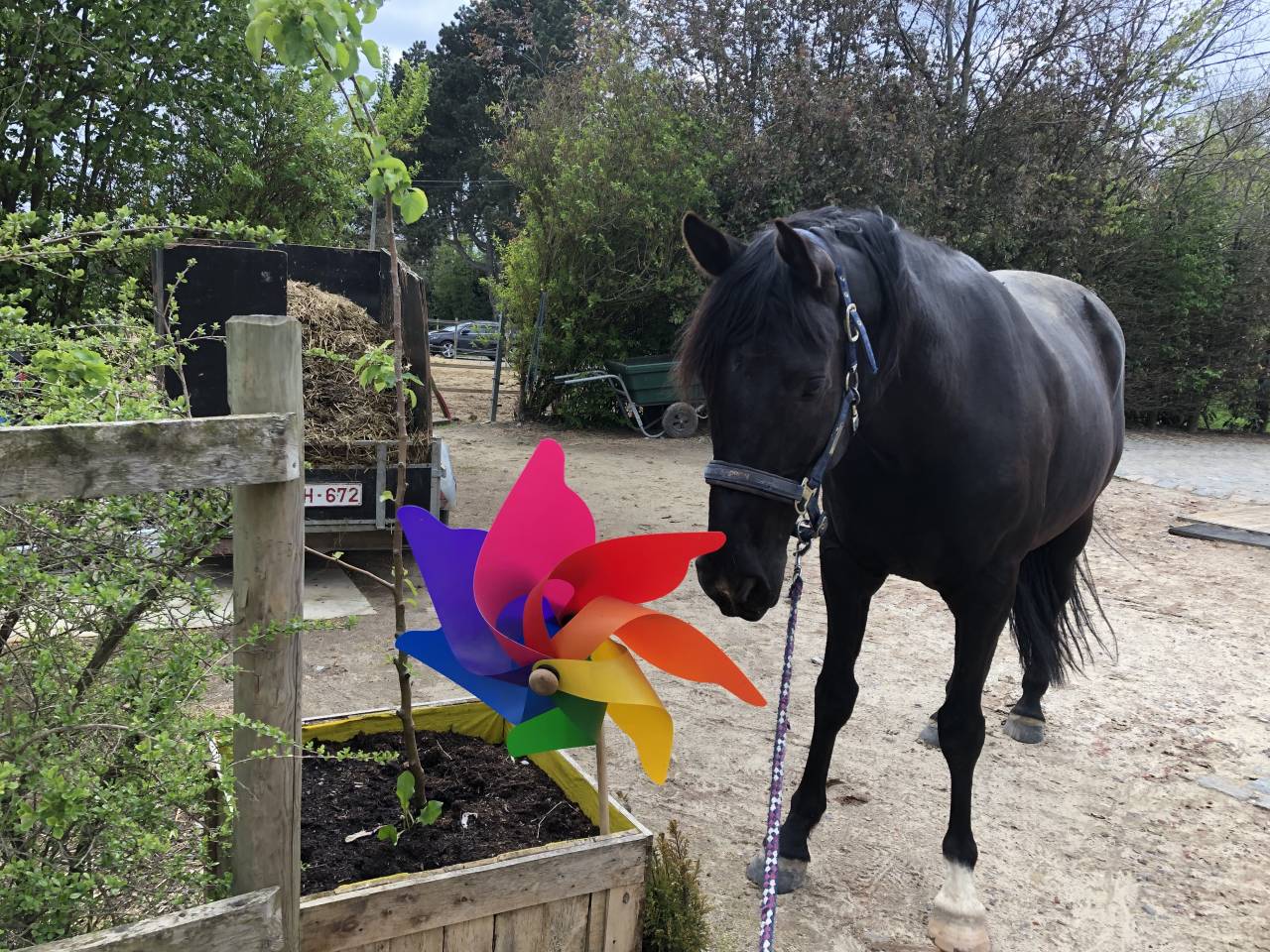 Castrone Mezzo Sangue Arabo In vendita 2015 Nero