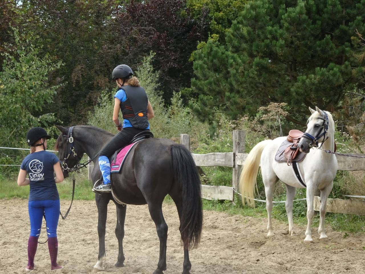 Castrone Mezzo Sangue Arabo In vendita 2015 Nero