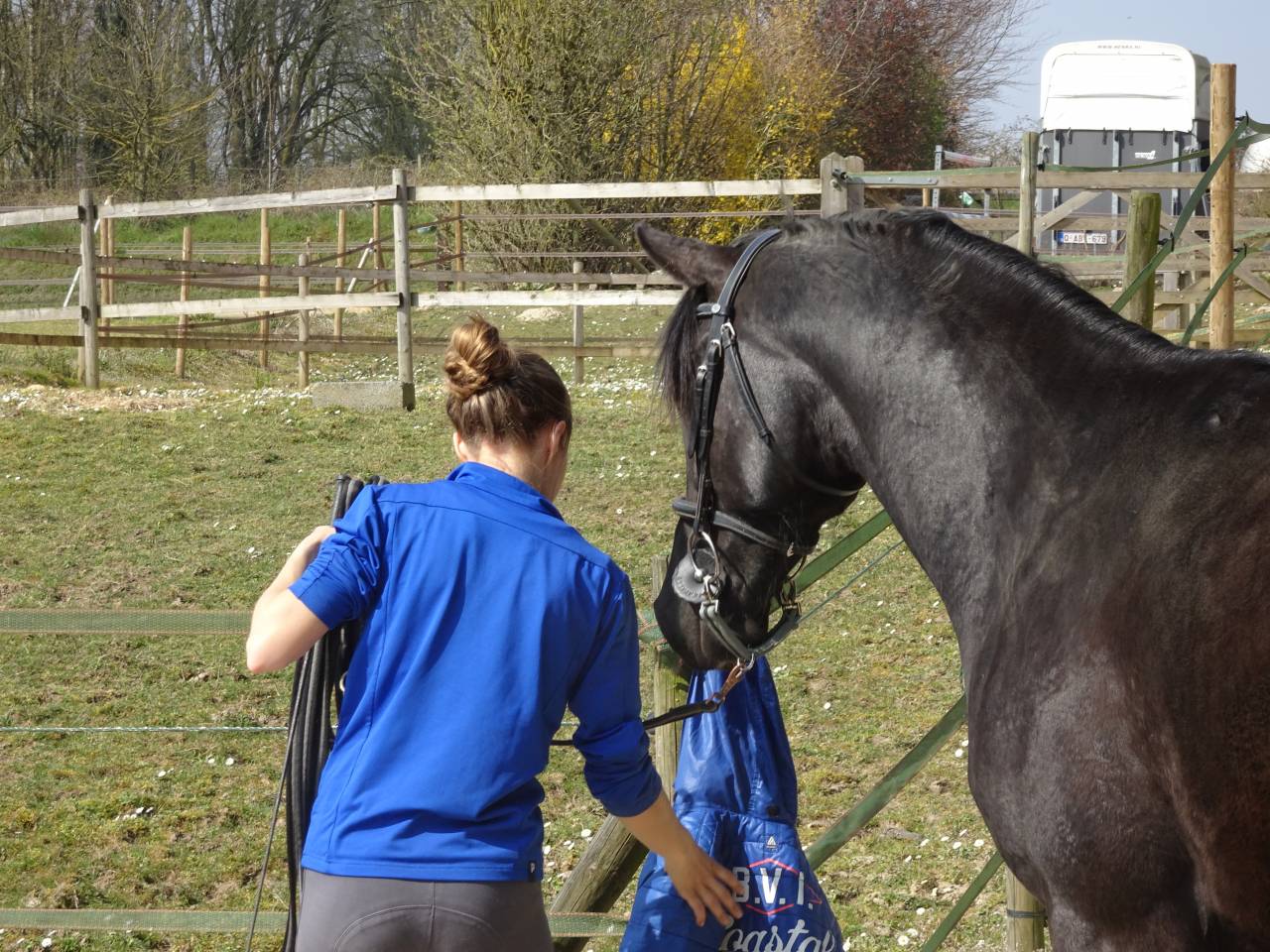 Castrone Mezzo Sangue Arabo In vendita 2015 Nero