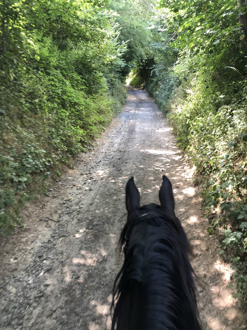 Castrone Mezzo Sangue Arabo In vendita 2015 Nero