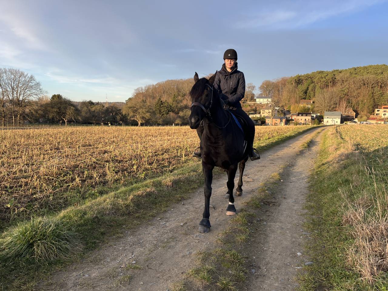 Castrone Mezzo Sangue Arabo In vendita 2015 Nero