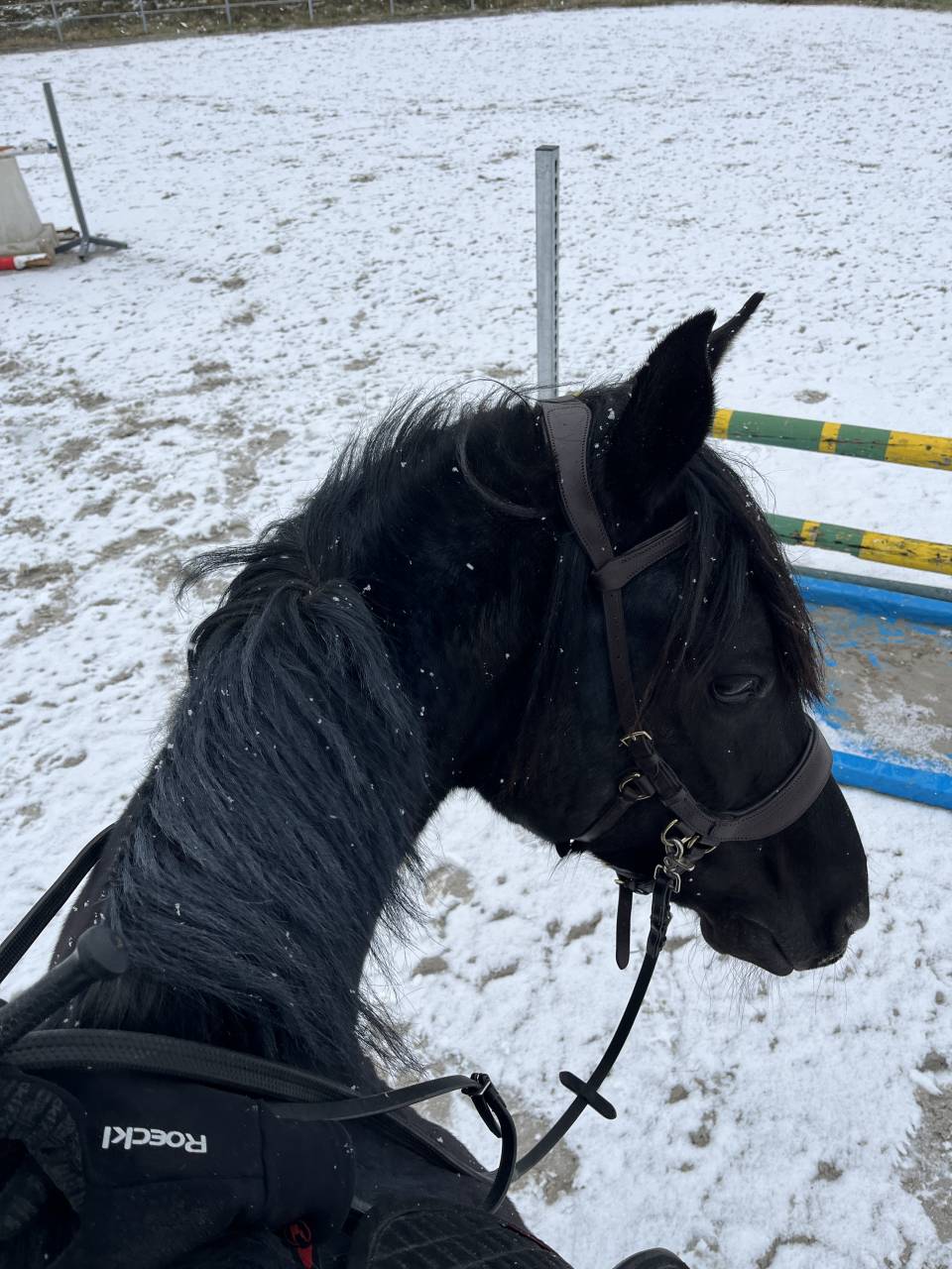 Castrone Mezzo Sangue Arabo In vendita 2015 Nero