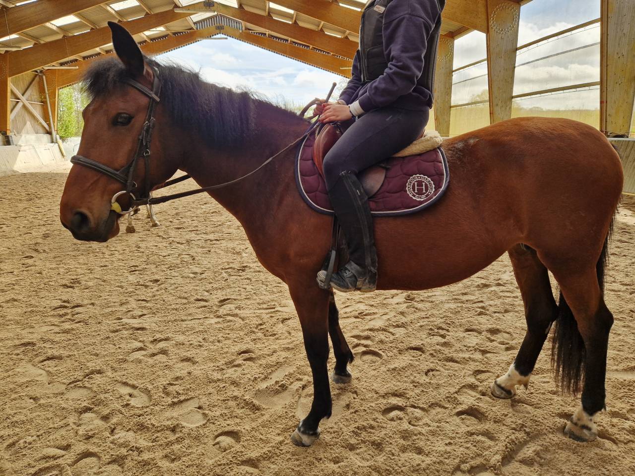 Cavalla Origine Non Constatata In vendita 2018 Baio