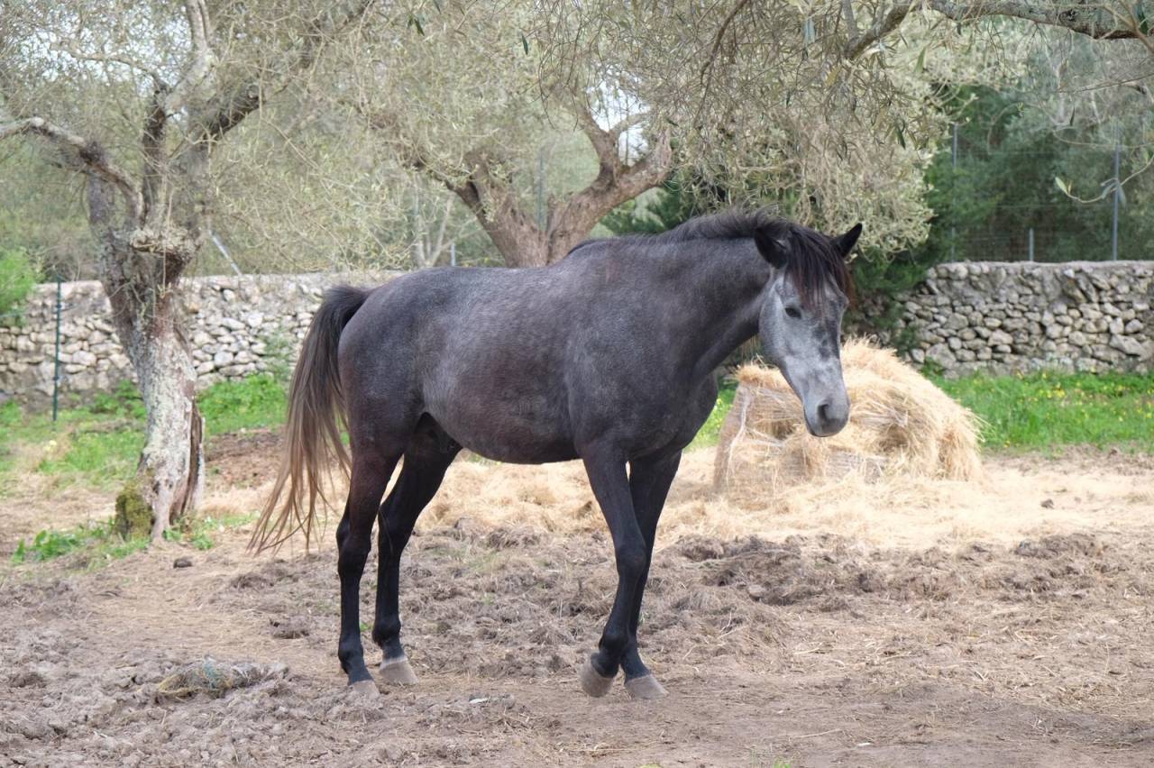 Purosangue arabo maschio 4 anni &ndash; domato, pronto al lav