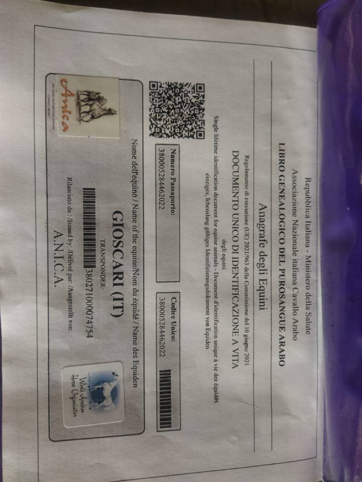 Purosangue arabo maschio 4 anni &ndash; domato, pronto al lav