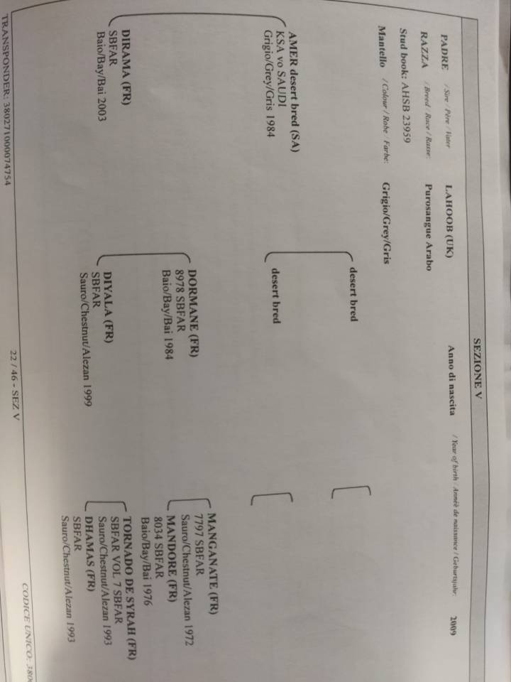 Purosangue arabo maschio 4 anni &ndash; domato, pronto al lav