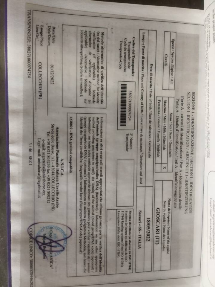 Purosangue arabo maschio 4 anni &ndash; domato, pronto al lav