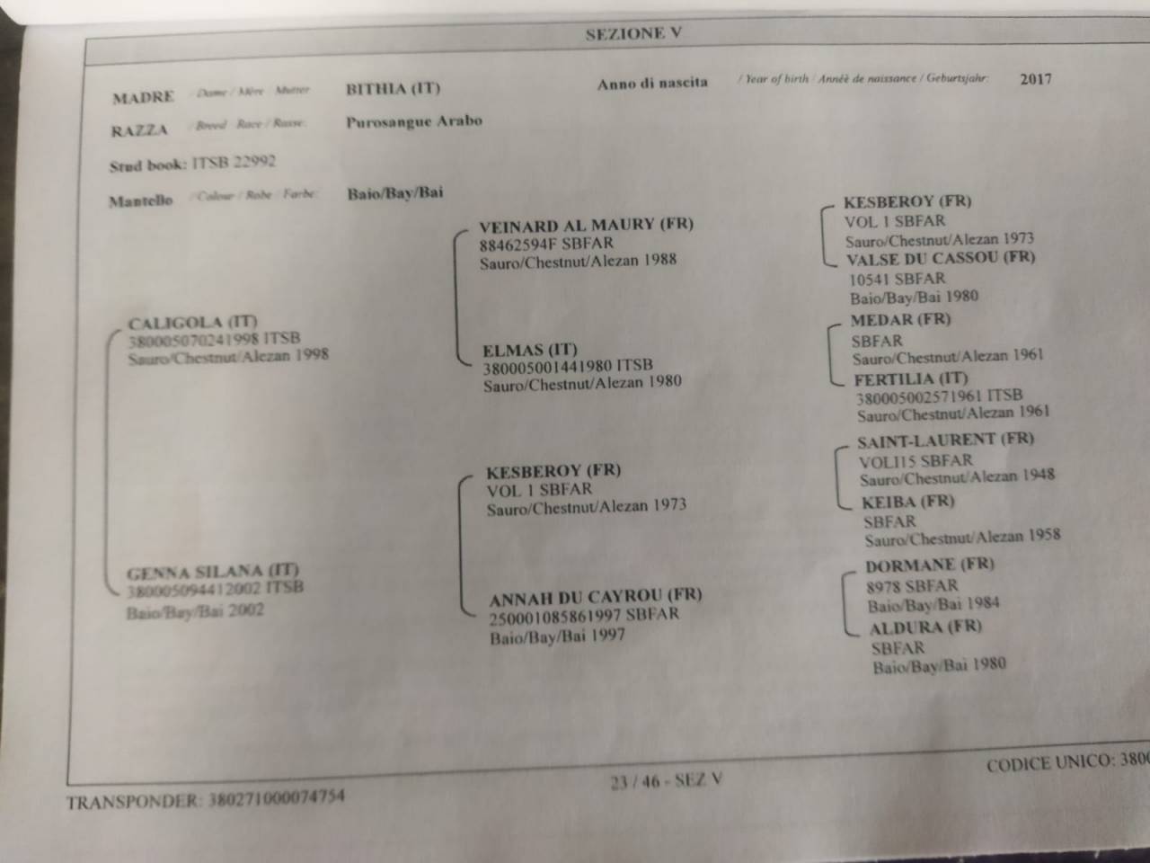 Purosangue arabo maschio 4 anni &ndash; domato, pronto al lav