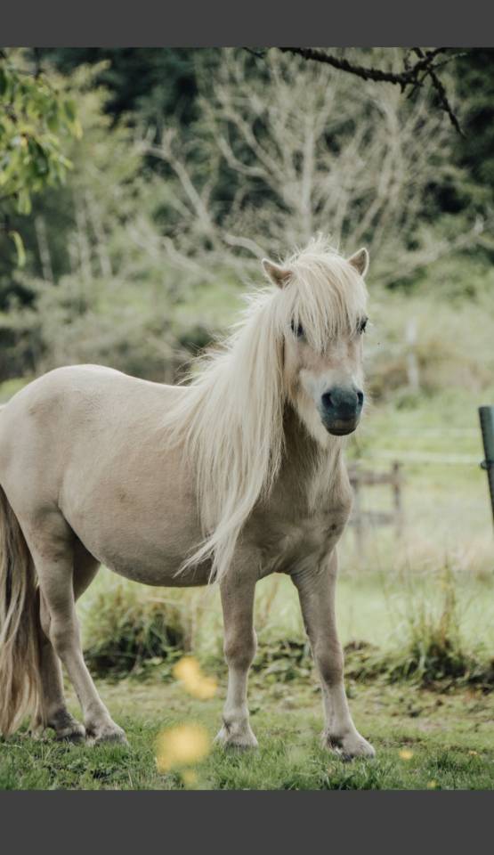 Stallone Shetland In vendita 2022 Altro colore ,  waston stjernens