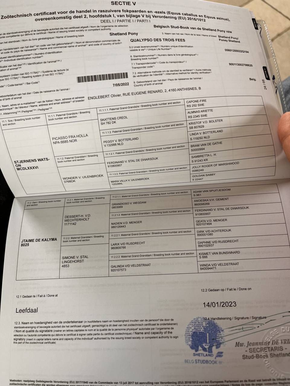 Stallone Shetland In vendita 2022 Altro colore ,  waston stjernens