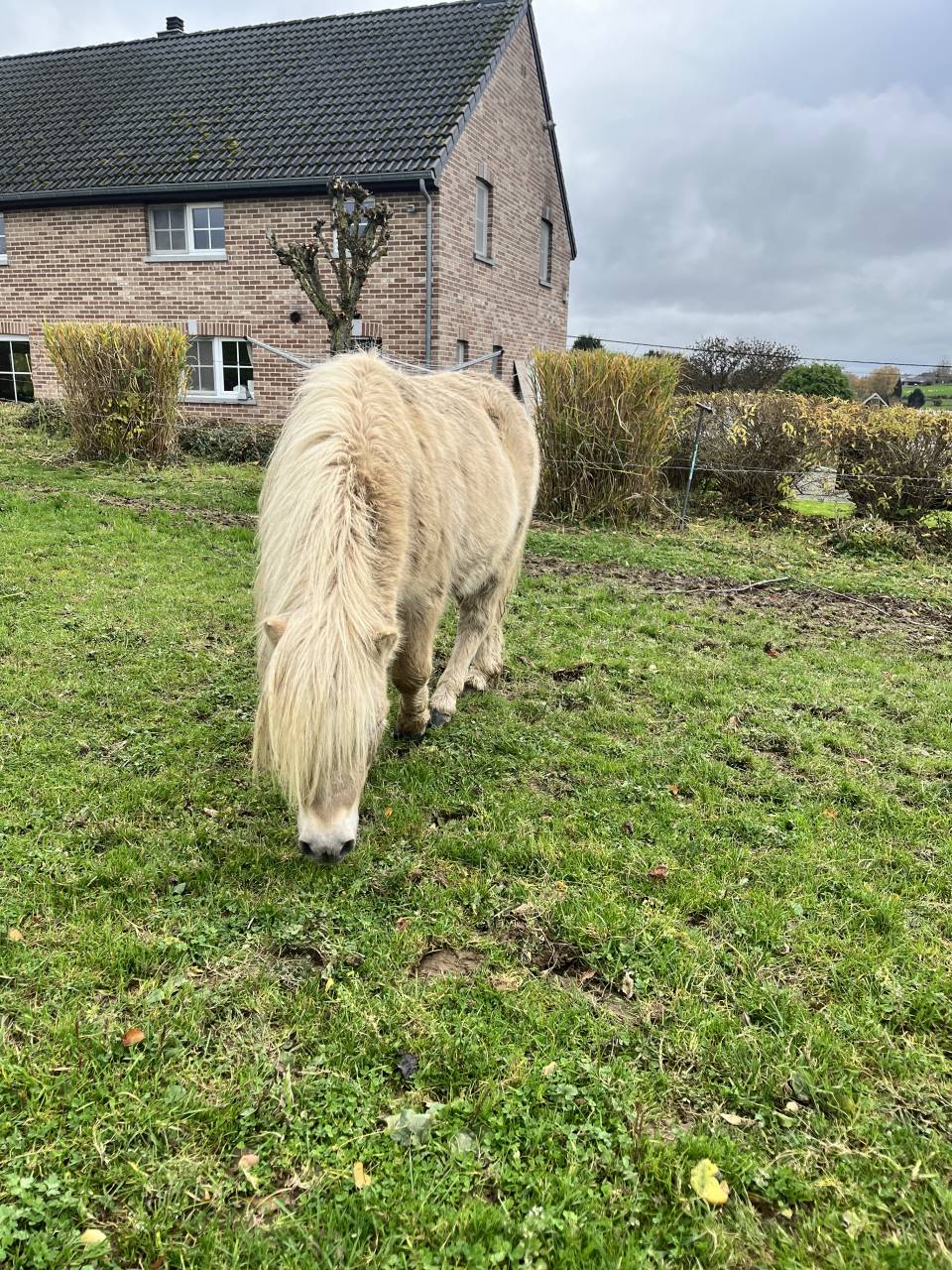 Stallone Shetland In vendita 2022 Altro colore ,  waston stjernens