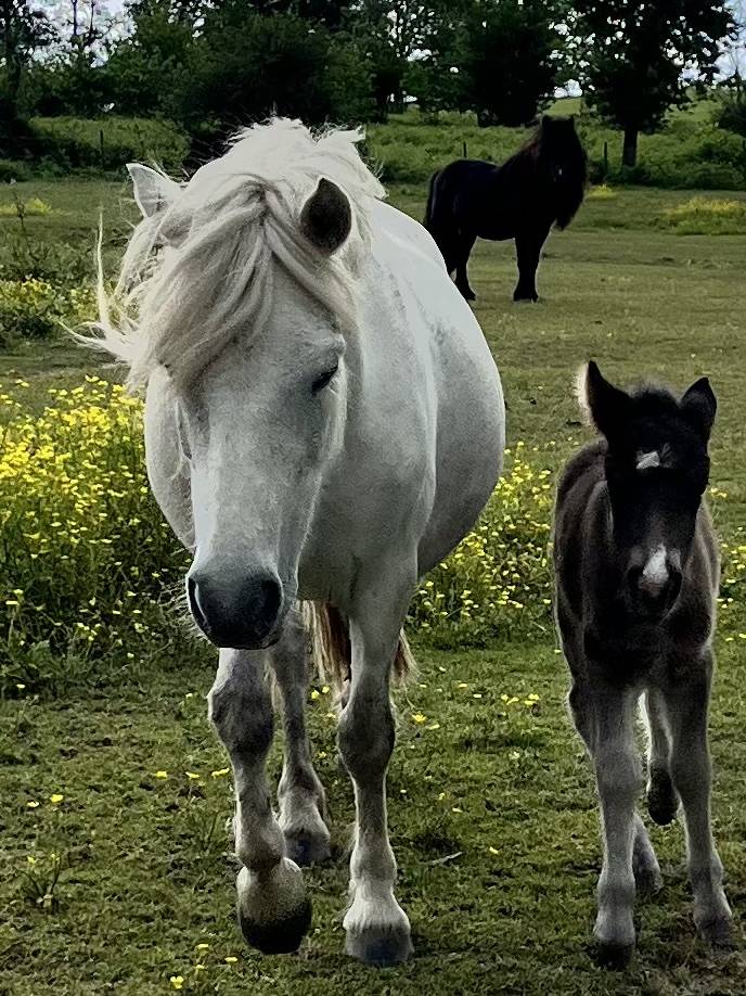 Puledra Origine non conosciuta  In vendita 2026 Grigio ,  Cromignon d&rsquo;Alix PP