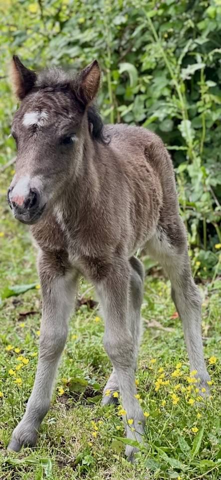Puledra Origine non conosciuta  In vendita 2026 Grigio ,  Cromignon d&rsquo;Alix PP