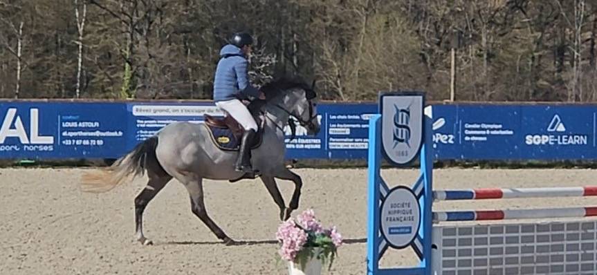 Cavalla Sella Francese In vendita 2021 Grigio ,  Untouchable 27