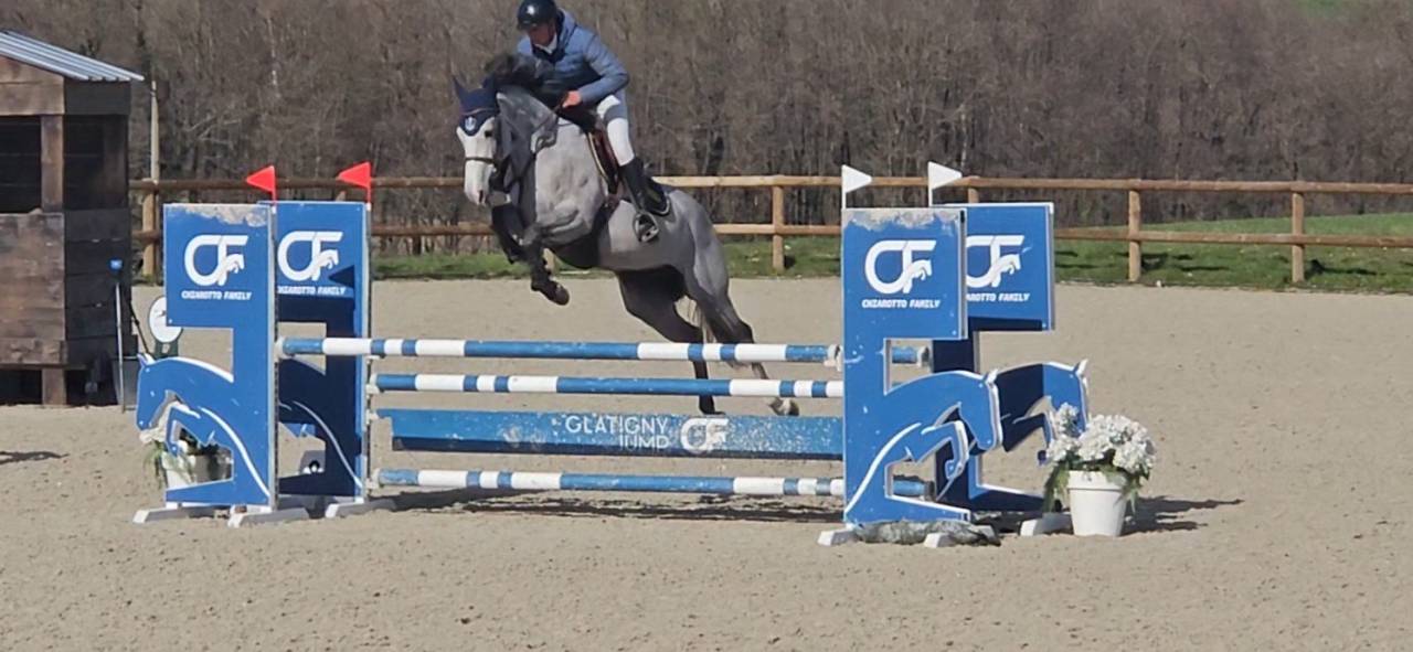 Cavalla Sella Francese In vendita 2021 Grigio ,  Untouchable 27