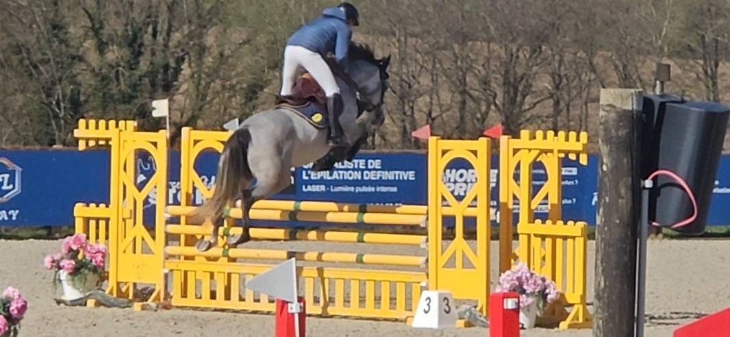 Cavalla Sella Francese In vendita 2021 Grigio ,  Untouchable 27