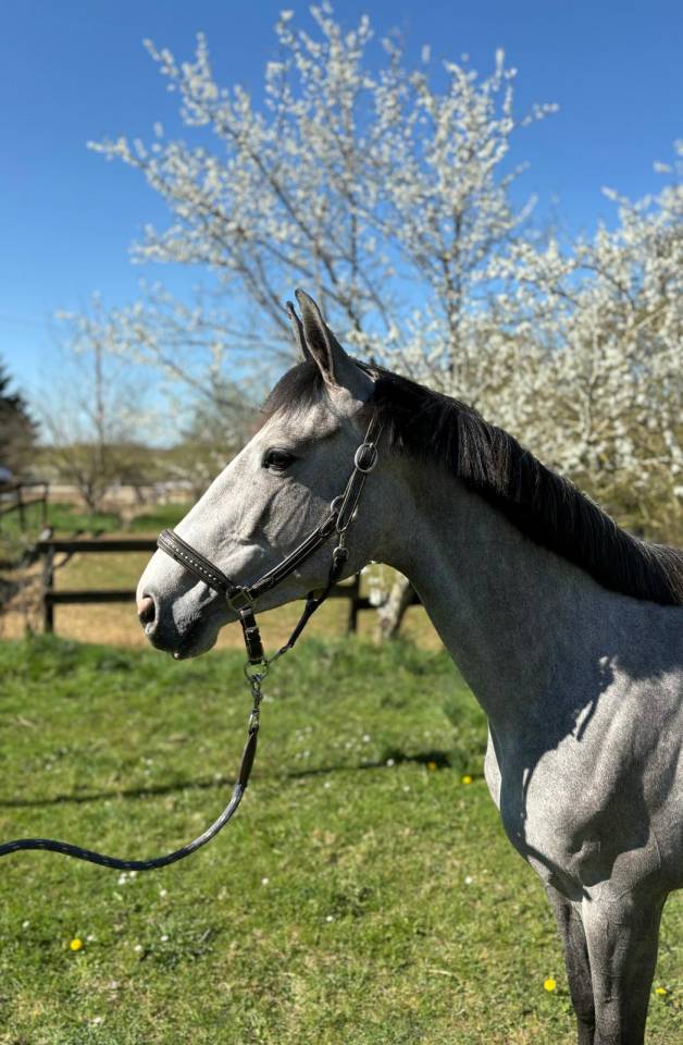 Cavalla Sella Francese In vendita 2021 Grigio ,  Untouchable 27