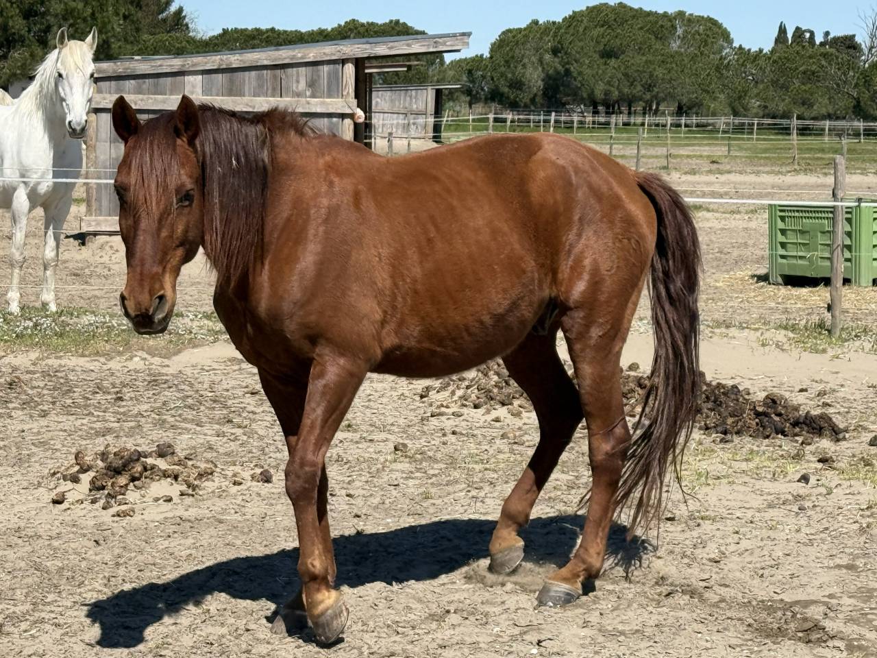 Castrone Lusitano Regalo 2007 Baio