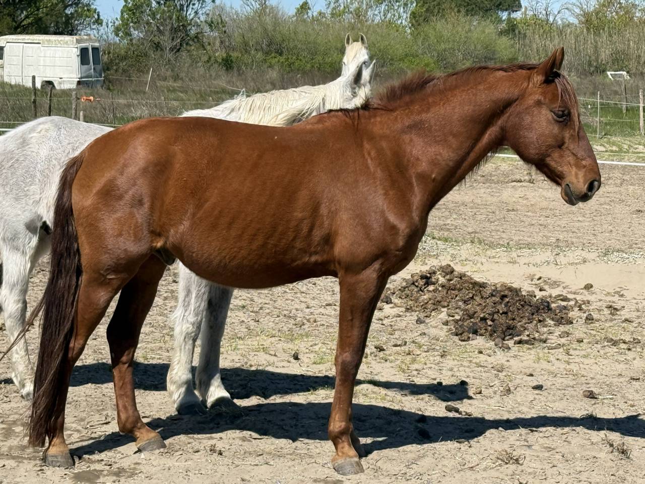 Castrone Lusitano Regalo 2007 Baio