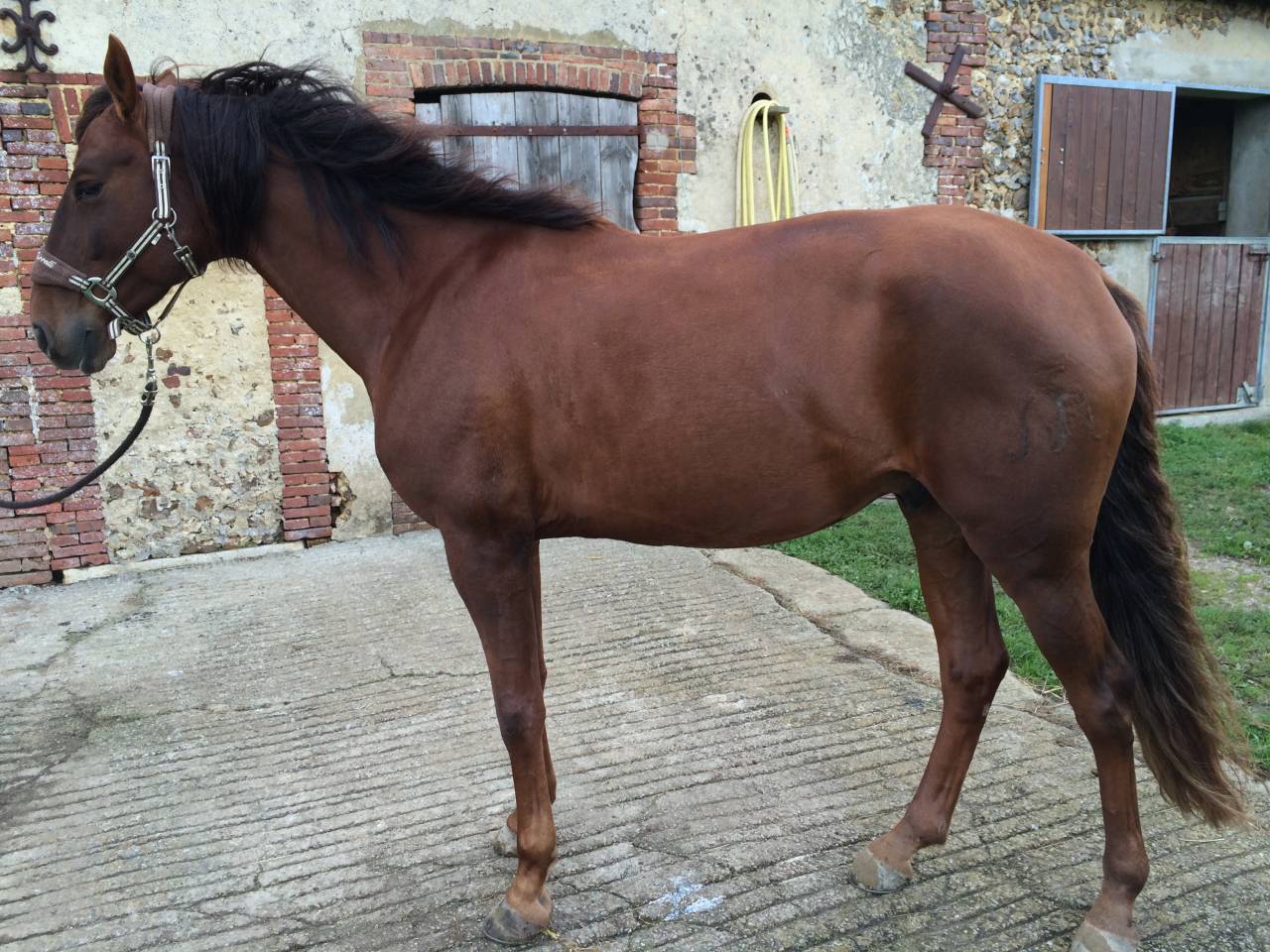 Castrone Lusitano Regalo 2007 Baio