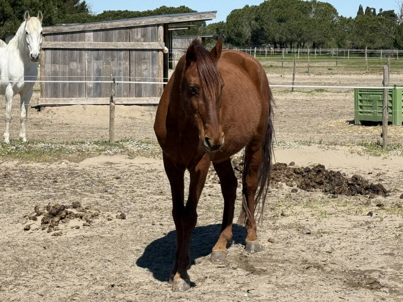 Castrone Lusitano Regalo 2007 Baio
