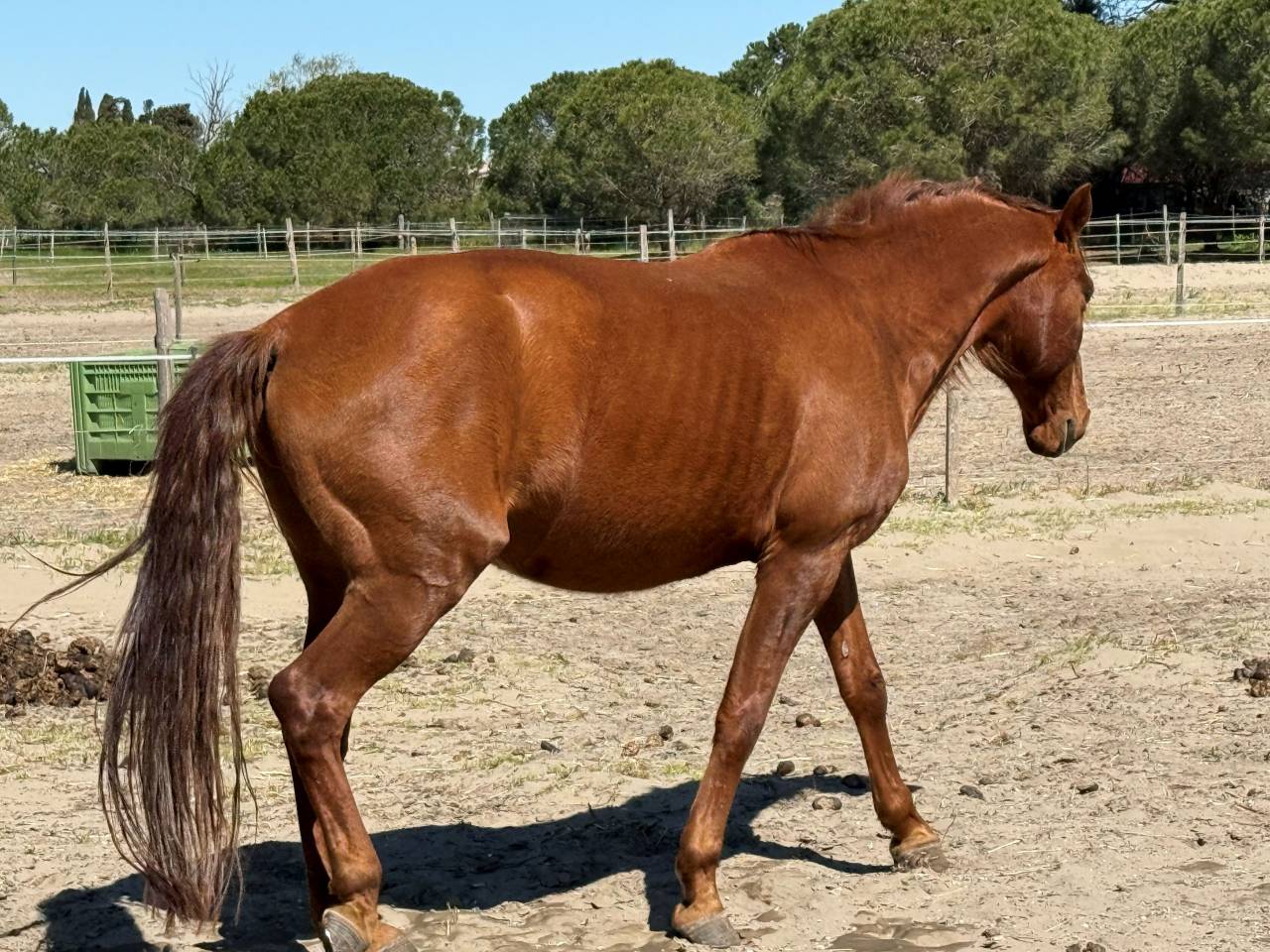 Castrone Lusitano Regalo 2007 Baio