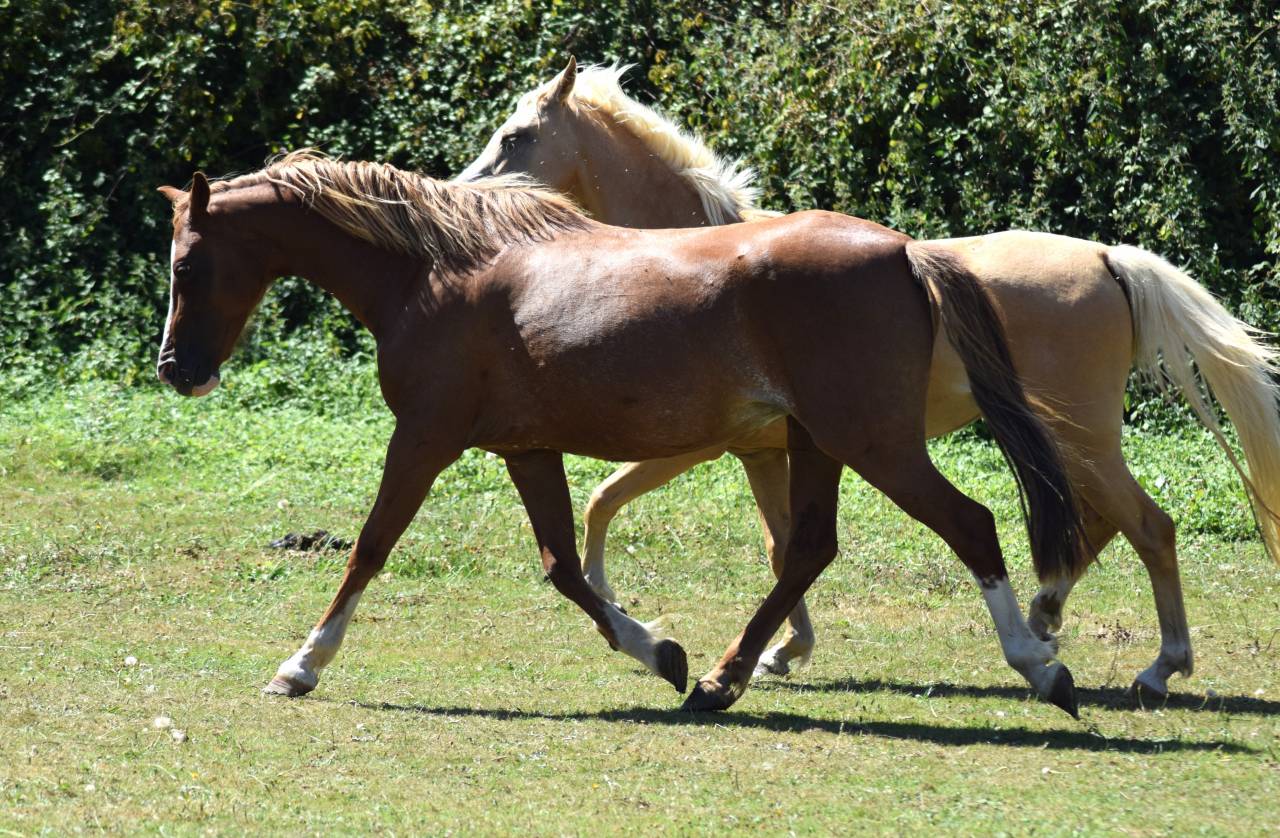 Cavalla Welsh Poney (Sezione B) In vendita 2016 Sauro brul&eacute;