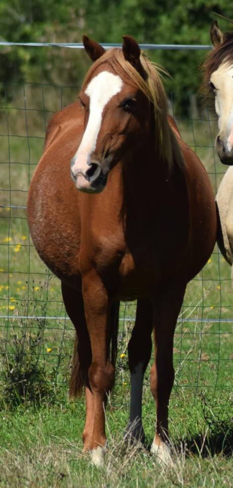 Cavalla Welsh Poney (Sezione B) In vendita 2016 Sauro brul&eacute;