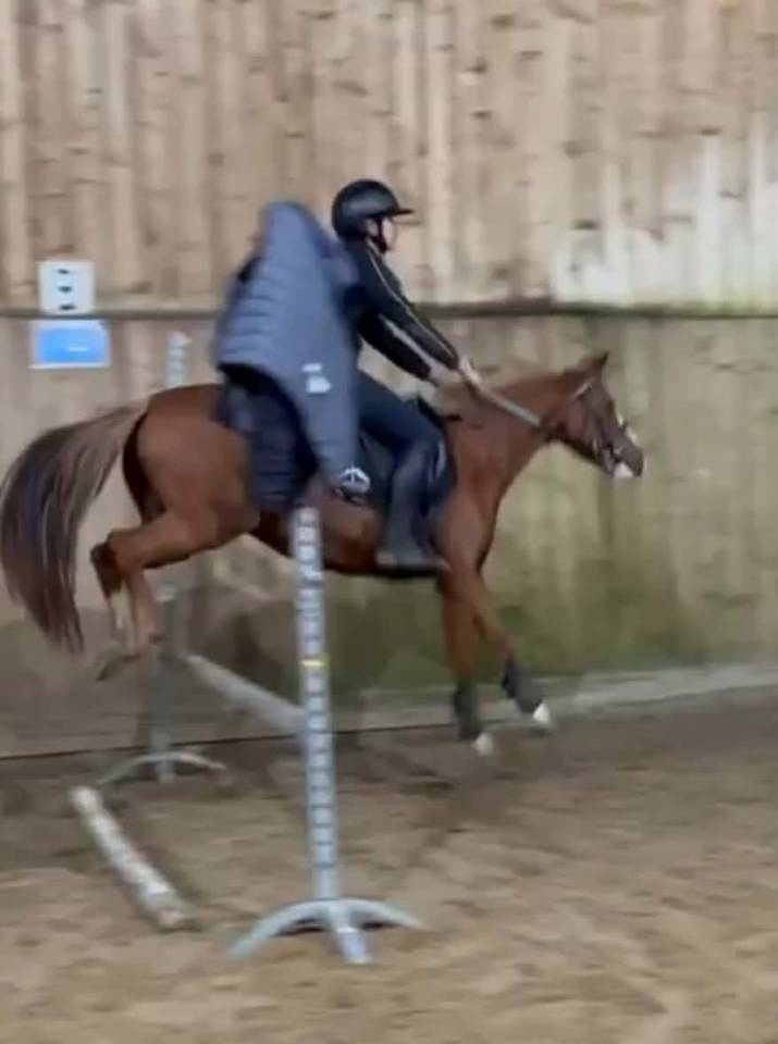 Cavalla Welsh Poney (Sezione B) In vendita 2016 Sauro brul&eacute;