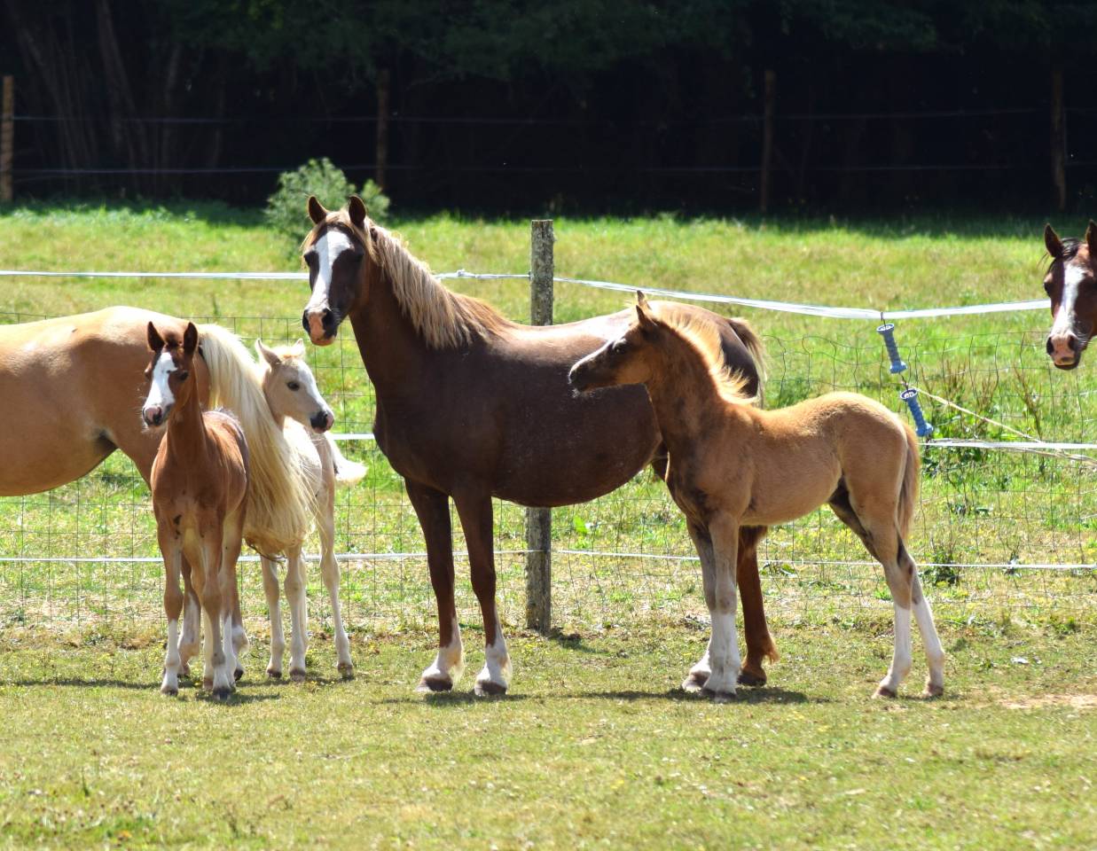 Cavalla Welsh Poney (Sezione B) In vendita 2016 Sauro brul&eacute;